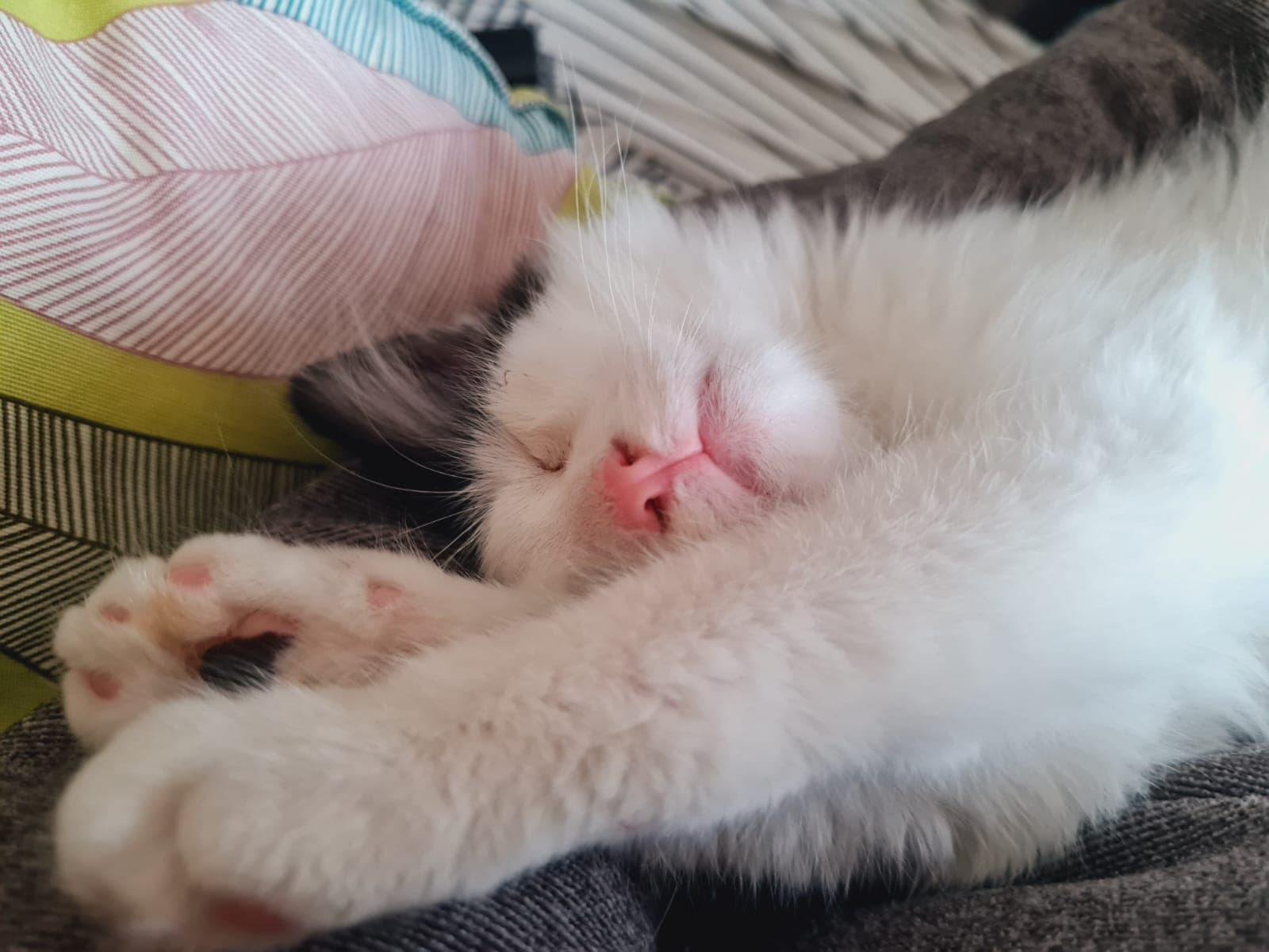 Convenzione per la gestione e la tutela delle colonie feline