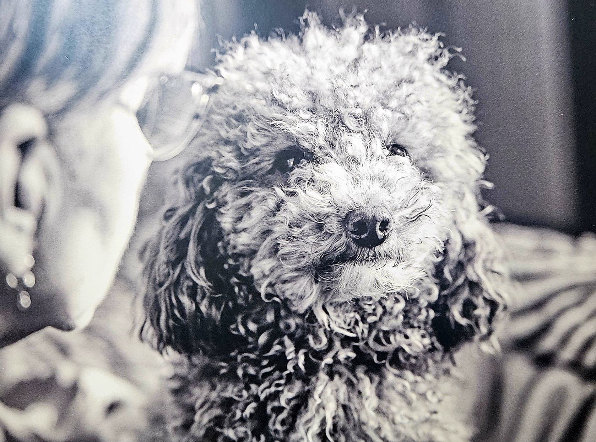 Missione compiuta! Finale di successo di "BAUTOPIA", una Comunità amica degli animali e dei bambini!