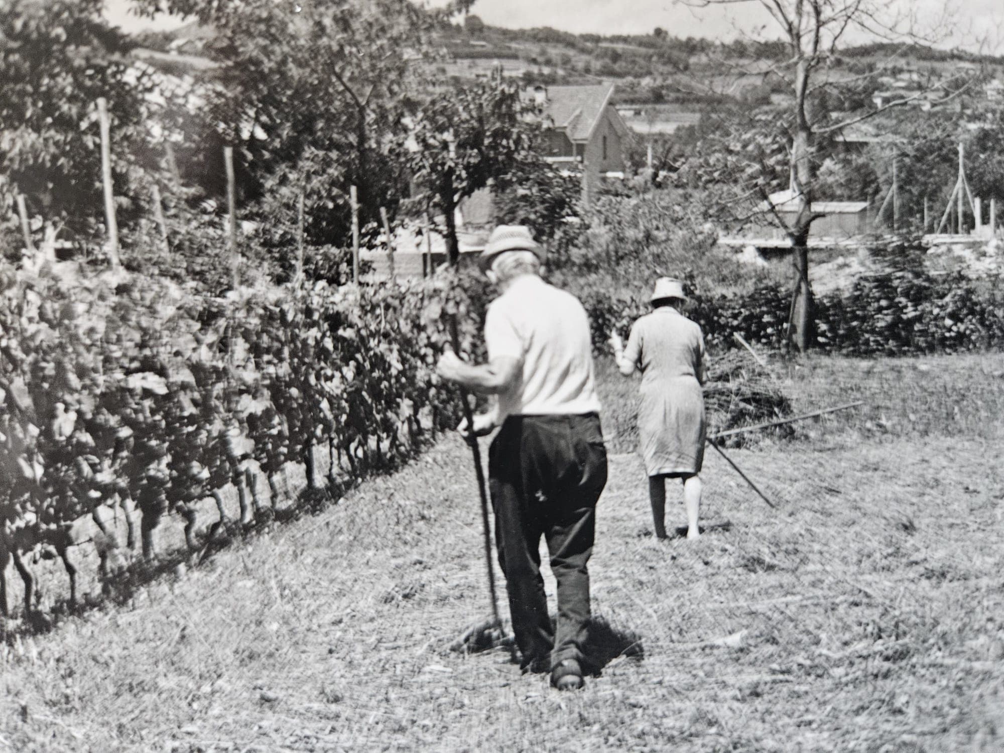 RUBRICA SCATTI DALLA MEMORIA: "Quando in Via Cesare Pavese c'erano le vigne"